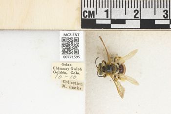 Media type: image;   Entomology 771595 Aspect: Labels